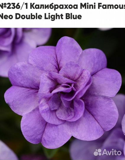 Калибрахоа 2