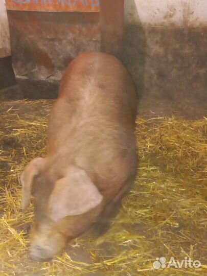 Чистокровный хрячок породы дюрок