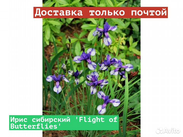 Ирис сибирский Flight of Butterflies