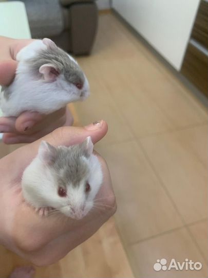 Хомяк кэмпбелла