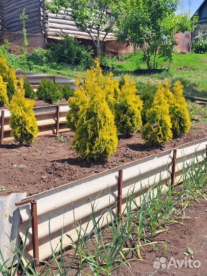 Туя западная Смарагд