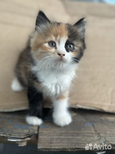 Кошка в дар