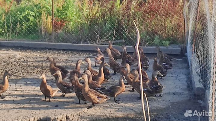 Дикая утка кряква