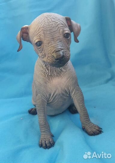 Ксолоитцкуинтли мини /медио