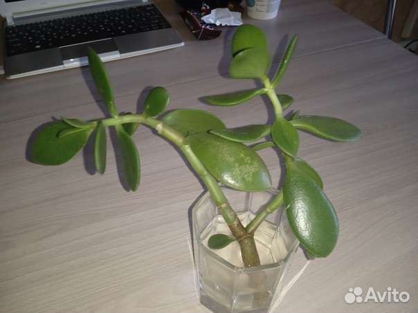 Отдам даром цветы