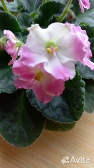 Фиалки в ассортименте