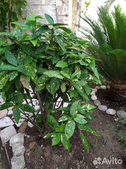 Агава, пальма цикас, новозеландский лен