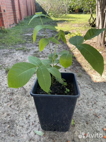 Саженцы маньчжурского ореха