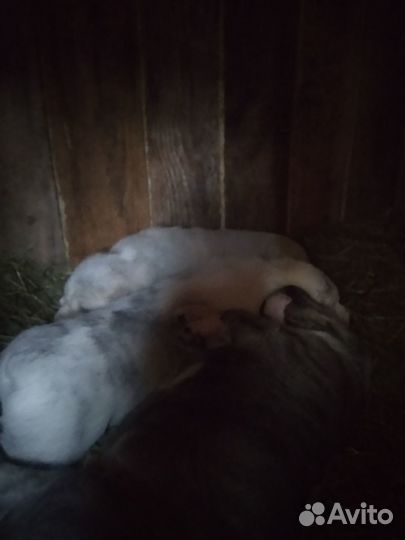 Щенки алабая