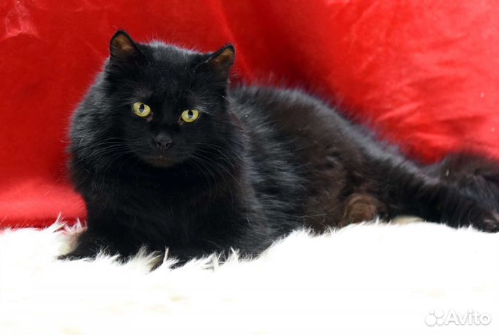 Шикарный кот Барон