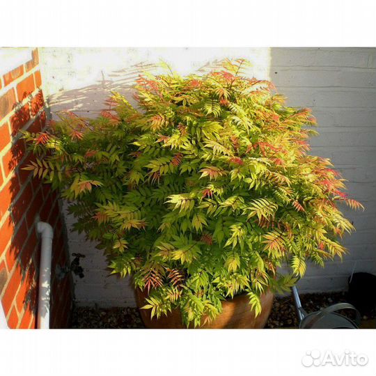 Красавчик рябинник 