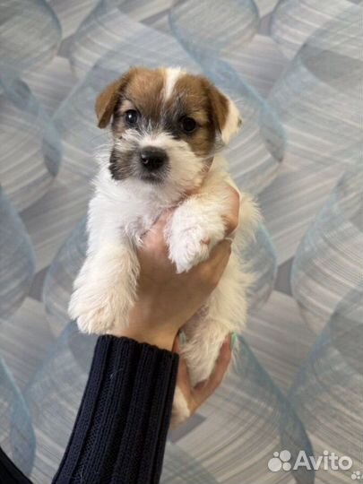 Щенки джек рассел терьер