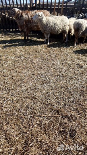 Овцы бараны