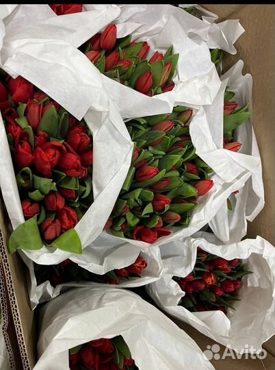 Тюльпаны Московские