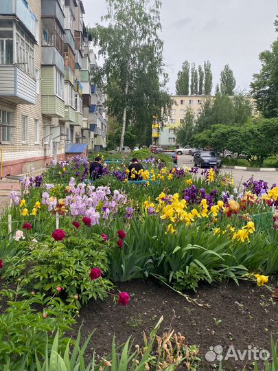 Ирис сортовые, много разных сортов