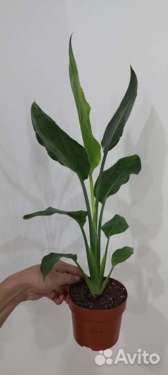 Стрелиция королевская