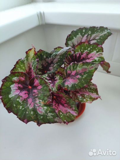 Бегония Рекс