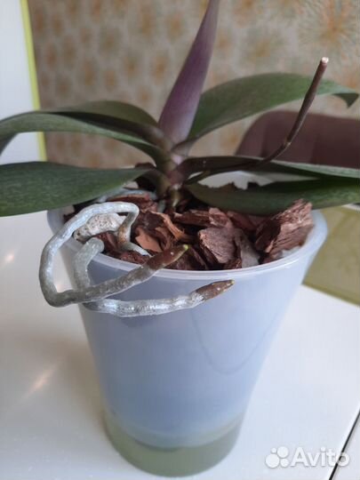 Орхидея фаленопсис парфюмерная фабрика сеншен