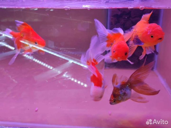 Золотые аквариумные рыбки в ассортименте