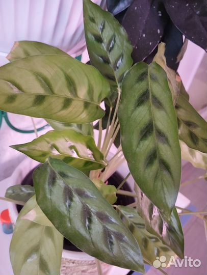 Калатея Леопардина