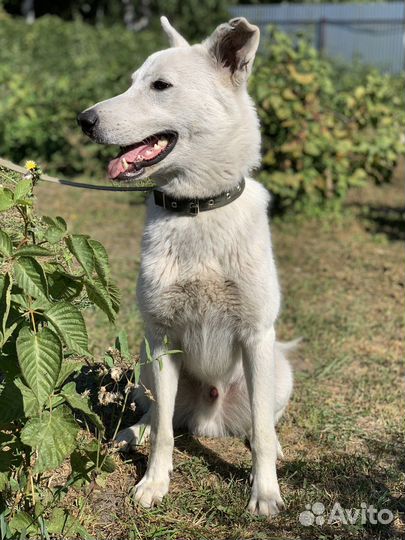 Собаки бесплатно