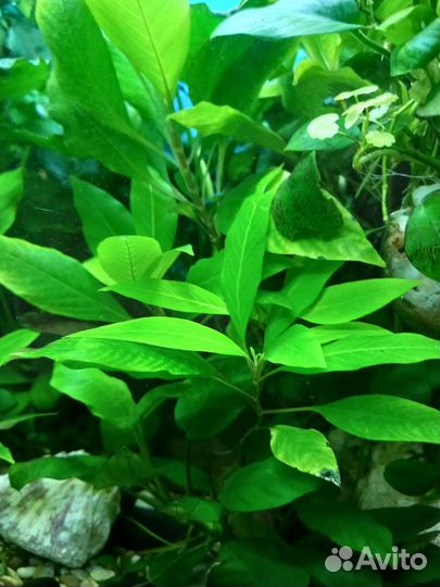 Аквариумные растения