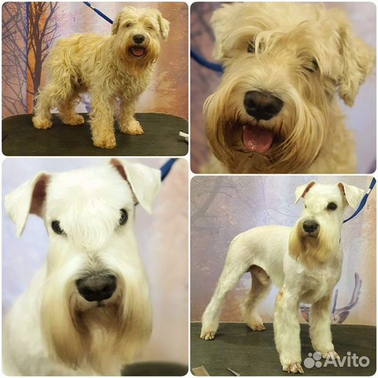 Тримминг и стрижка собак жескошерстных пород