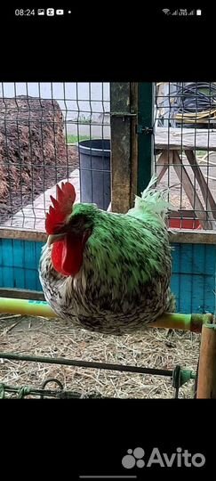 Петухи