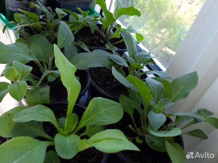 Рассада помидор,перцев,баклажан,петуний