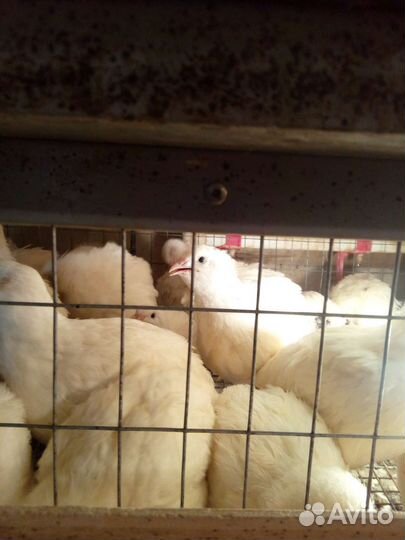 Перепелки молодняк