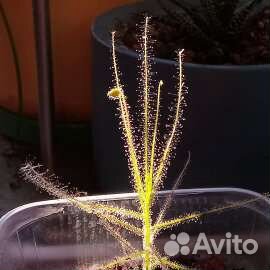 Прекрасная Библис. Библис льноцветковый