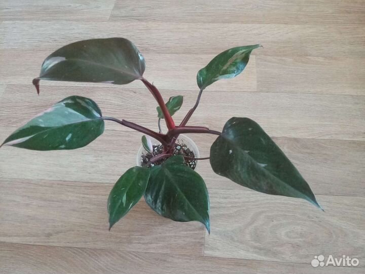 Филодендрон розовая принцесса
