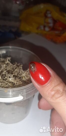 Улитята ахатины