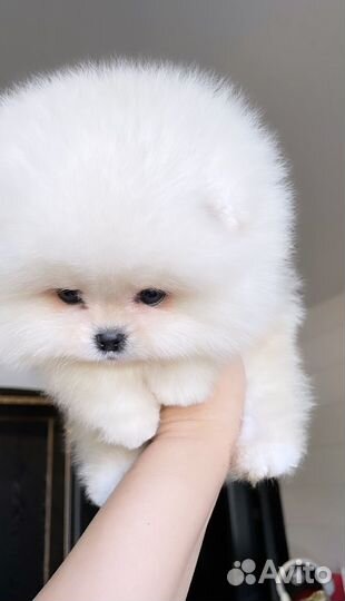 Просто красотка spitz pom