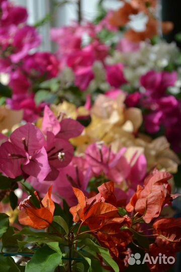 Бугенвиллея