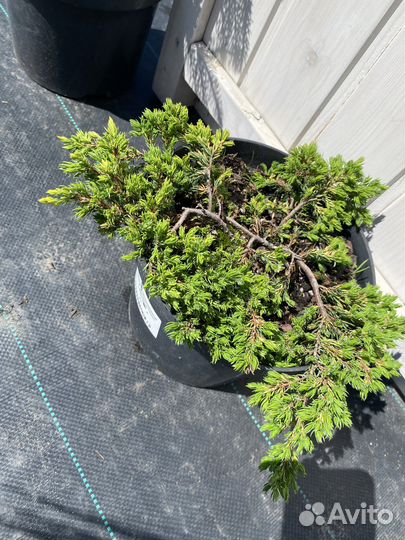 Можжевельник обыкновенный Голдшатц