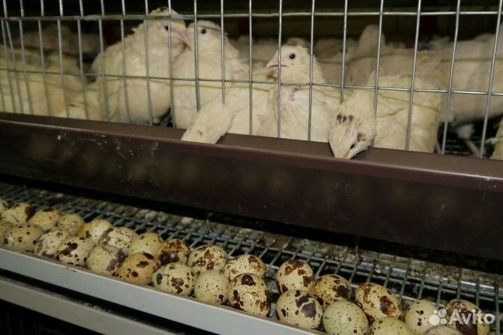 Инкубационное яйцо перепелов Белый гигант