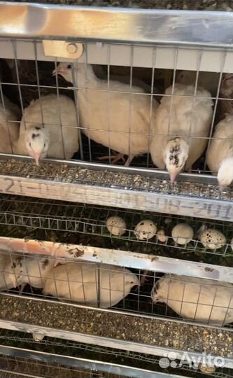 Инкубационное яйцо перепелов Белый гигант