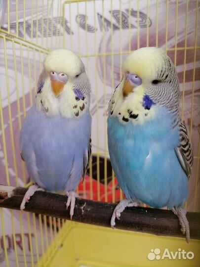 Выставочные волнистые попугаи чехи