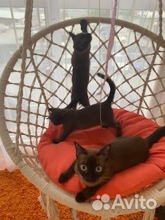Шикарные Бурманские котятки объявление продам