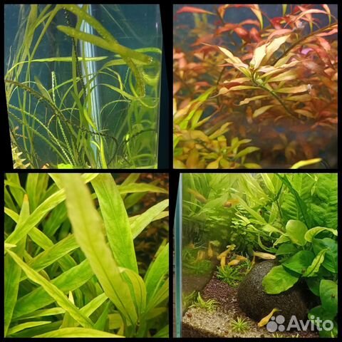 Растен�ия для аквариума