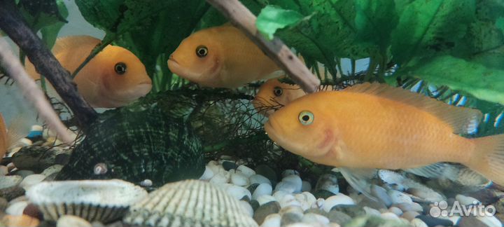 Цихлида красная зебра