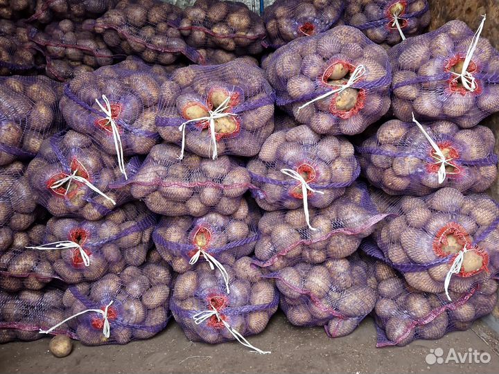 Продам картофель оптом