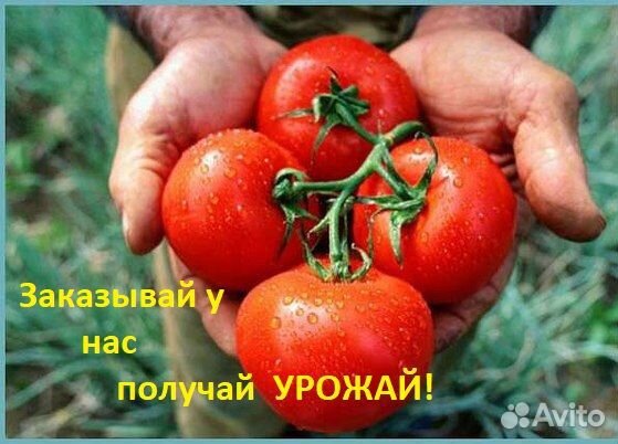 Теплица с поликарбонатом