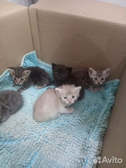 Отдам в добрые руки