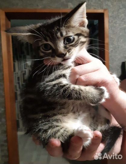 Мейн-кун пацан бсплатно