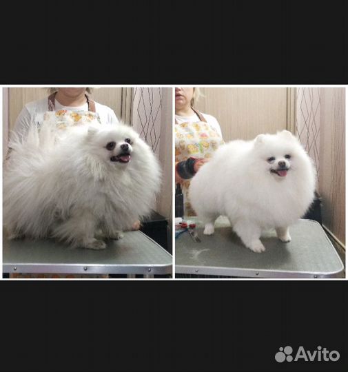 Груминг шпица