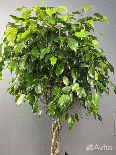 Фикус бенджамина H 130 см