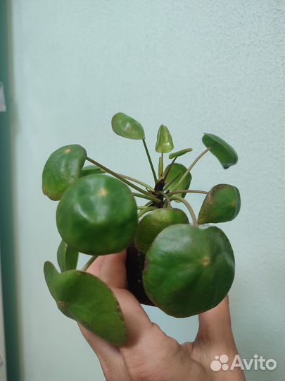 Домашние растения