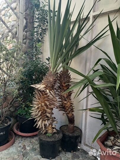 Юкка славная (yucca gloriosa)